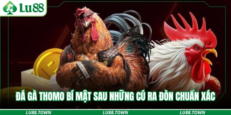 Đá gà thomo bí mật sau những cú ra đòn chuẩn xác
