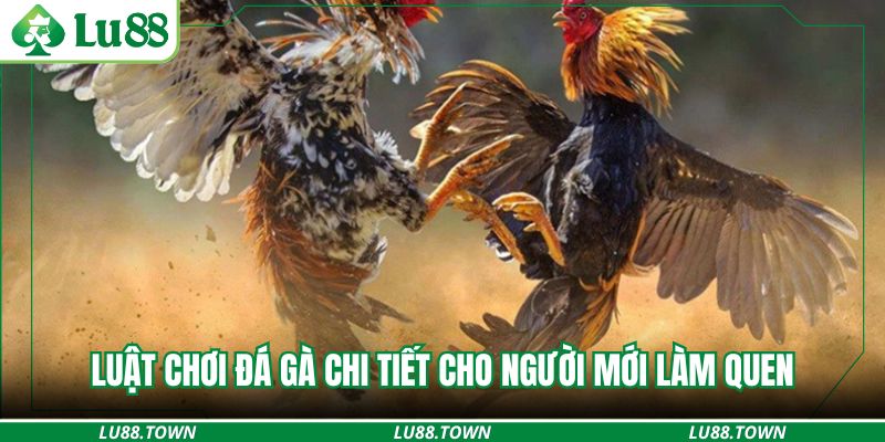Luật chơi đá gà chi tiết cho người mới làm quen