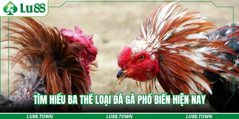 Tìm hiểu ba thể loại đá gà phổ biến hiện nay