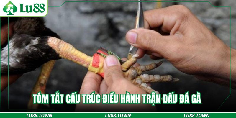 Tóm tắt cấu trúc điều hành trận đấu đá gà  